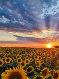 sunflower symbol meaning origin and