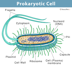 prokaryotic cell definition exles