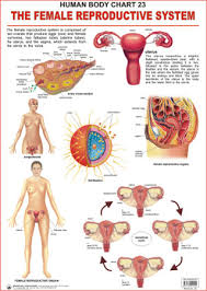 Human Body Charts The Female Reproductive System