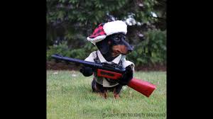 Gun puppies are a type of monster found in the clockworks. I Mz A Huntin Dog Crusoe Celebrity Dachshund Youtube