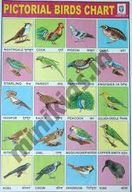 Pictorial Birds Chart Number 12 Minikids In