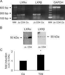 Lxr Activation Reduces Proinflammatory