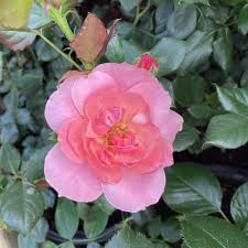 the eve rose rose