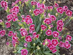 Perennials are plants that come back year after year. 43 Best Perennials Flowers For Full Sun Borders And Shade