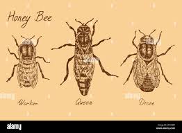 honey bee archetypical caste specimens