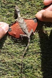 Not much to this one. Animals That Look Like Dragons Discussions Andhrafriends Com