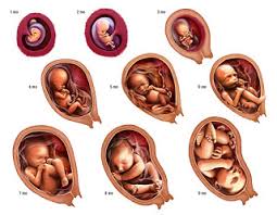 Masa kehamilan merupakan masa terindah yang dialami oleh setiap wanita. Kedudukan Bayi 40 Minggu Di Dalam Rahim Ibu