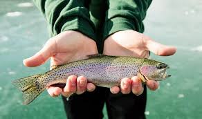 rainbow trout by its spots color