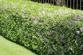 15 Types Of Hedges That Form The