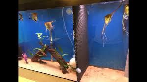 The best size tank for a betta fish would be at least 10 gallons in size. 7 Easy Diy Ideas For Betta Fish Tanks With Divider Tfcg