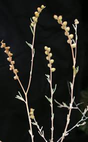 Helianthemum sessiliflorum (Desf.) Pers. | Flora of Israel Online