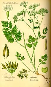 Chaerophyllum temulum - Wikipedia