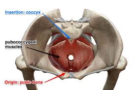 the pubococcygeal muscle pc muscle