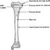 Long bones are generally bones that are longer than they are wide, and are part of the skeletal i've labeled bones forming by these two methods—basically, the skull is intramembranous and everything. 1