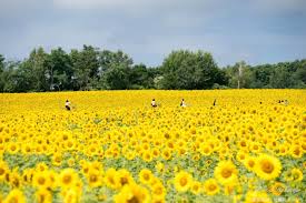 best places to view flowers in hokkaido