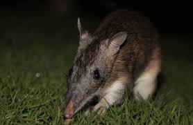 stops possums eating your garden