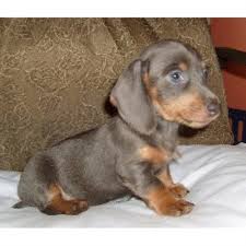 Only guaranteed quality, healthy puppies. Dachshunds N Doxies Com Dachshund Breeder In Cocoa Florida