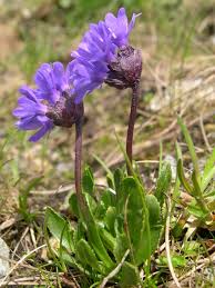 Primula glutinosa