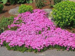 Treat yourself to the playful colors of annuals, but know they will retire after one season. Phlox Plants For Sale 1 Year Warranty And Fast Shipping