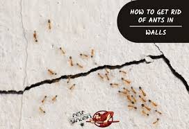 How To Get Rid Of Ants In Walls A