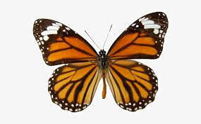 Download Free Png Monarch Butterfly Tran 775594 Png