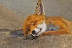 is-a-fox-smarter-than-a-dog
