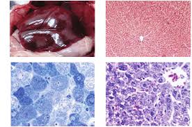 images of the liver of a rat from gi