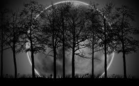 dark forest moon hd wallpaper