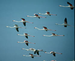 Resultado de imagen de imágenes de migración de aves