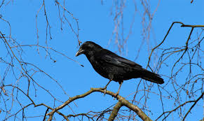 They exploit us supremely': How to stay safe during peak of Seattle crow  season - MyNorthwest.com
