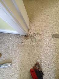 indianapolis cat carpet damage