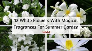white flowers with magical fragrances