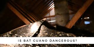 is bat guano dangerous 2019 update