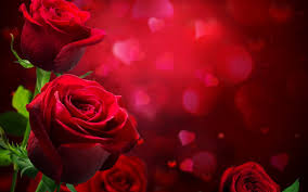 hd red rose wallpaper 73 images