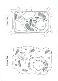 Printable animal cell diagram to help you learn the organelles in an animal cell in preparation for your test or quiz. Pin On Science Life Animals Plants