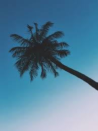 fort myers beach florida palm tree