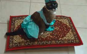 magic carpet gif magic carpet cat