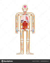 Human Anatomy System Skeleton Internal Organs Systems Man