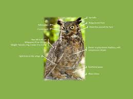Great Horned Owl In Terra Cotta Natural