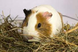 best hay for guinea pigs which hay to