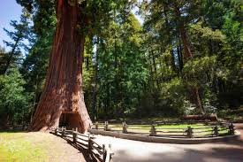 where to stay in redwood national park
