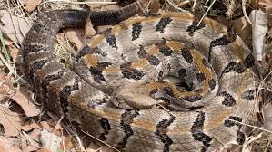The timber rattlesnake — also called the american viper, black rattlesnake, eastern rattlesnake, timber timber rattlesnake. Kansas Herpetofaunal Atlas