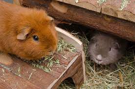 why do guinea pigs sneeze frequently