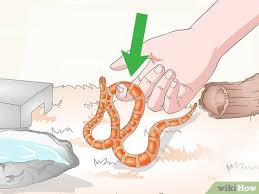 How To Care For Baby Cornsnakes With