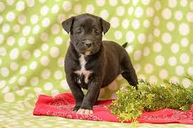 Riverlane black boxers is owned by dr. Boxador Puppies For Sale Greenfield Puppies
