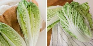 napa cabbage vs romaine lettuce the