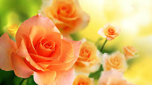Orange Roses Desktop Wallpapers - Top ...