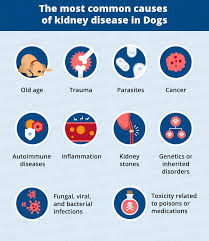 End stage renal disease medical evidence report medicare entitlement 14. Kidney Failure In Dogs Signs Causes Canna Pet