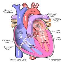 Human Heart Diagram Labeled Science Trends