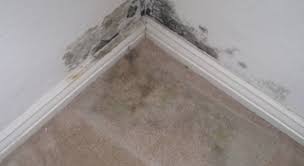 telltale signs of mold in your carpet